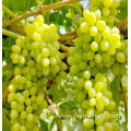 Homegrown sweetness white grape